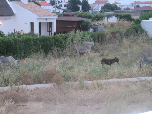 20100615 View of donkeys from Lazotea (rooftop). Our new house is just beyond what you see.